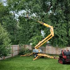 Best Lawn Grading and Leveling  in Mesita, NM