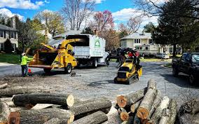 Best Storm Damage Tree Cleanup  in Mesita, NM