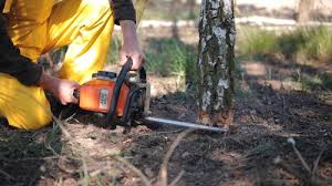 Trusted Mesita, NM Tree Removal Experts