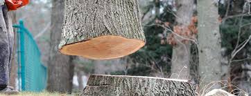 Best Commercial Tree Services  in Mesita, NM