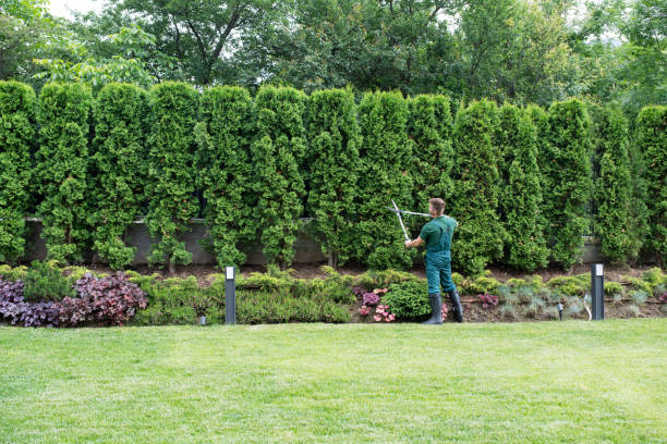 Best Tree Mulching  in Mesita, NM