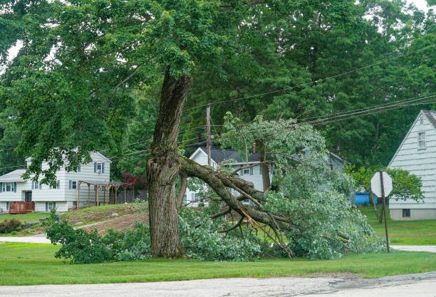 Best Tree Maintenance Programs  in Mesita, NM