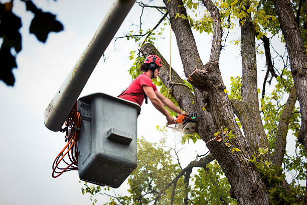 Best Tree Trimming and Pruning  in Mesita, NM