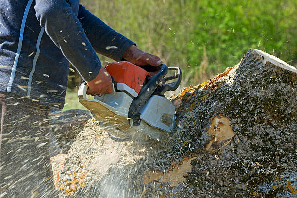 Best Lawn Disease Treatment  in Mesita, NM