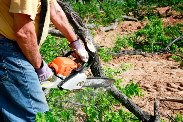 Best Palm Tree Trimming  in Mesita, NM